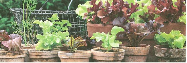 (בספר איור של:)